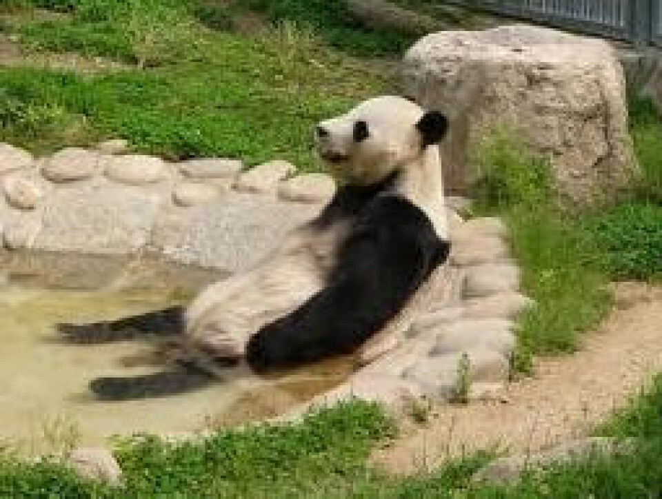 Dufnering