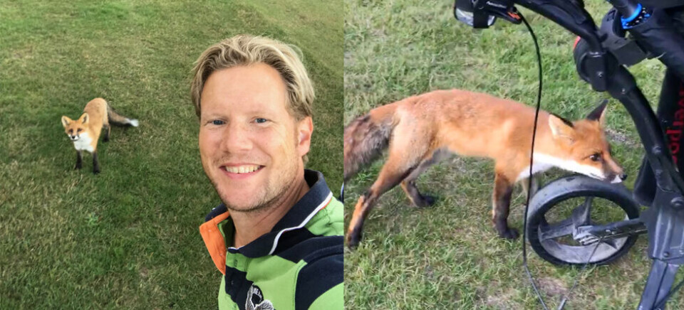 Reven rasket til seg ballen
