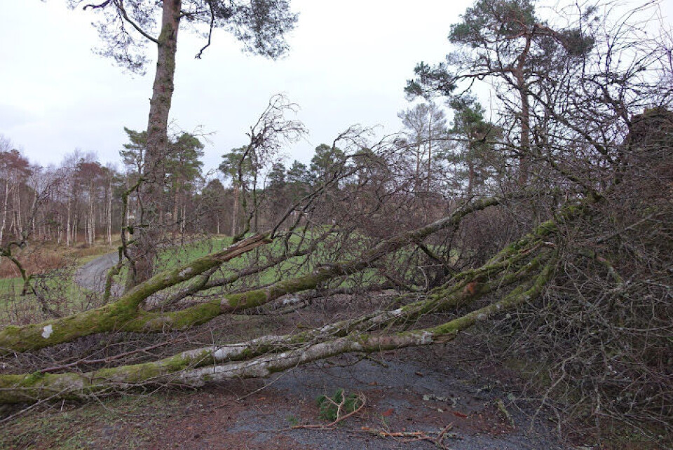 Spor etter stormen