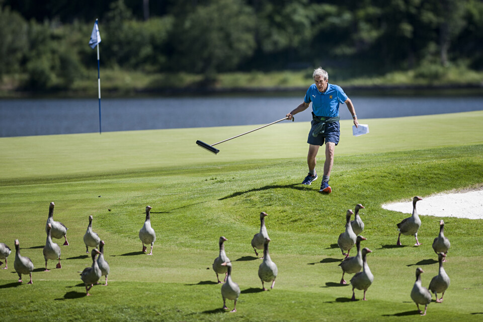Fjorårets beste bilder i Norsk Golf