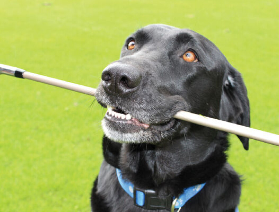 Dette er de sikreste tegnene på at du er avhengig av golf!