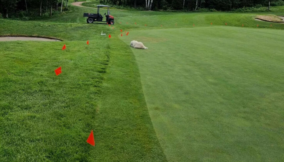 De rød flaggene på bildet forteller hvor den opprinnelige greenen var og den vil golfklubben ha tilbake.
