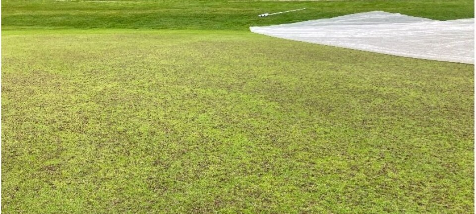 Invaderes av larver: – Kan ikke redde greenene nå