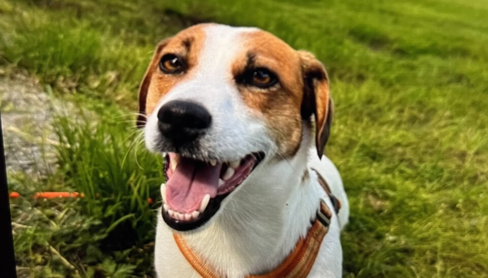 Jack Russell terrieren Theo har i løpet av 2024 snust seg fram til godt over 2000 golfballer som har kommet på avveis.