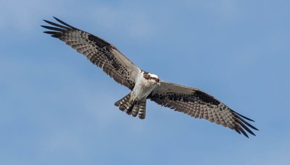 Fiskeørn er den siste fuglen som er oppservert ved Gjersjøen Golfbane.