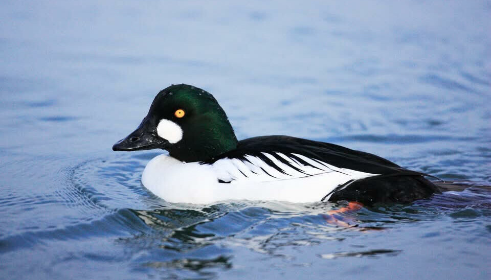 Sildemåke er eb vanlig fugl å finne på Gjersjøen Golfbane.