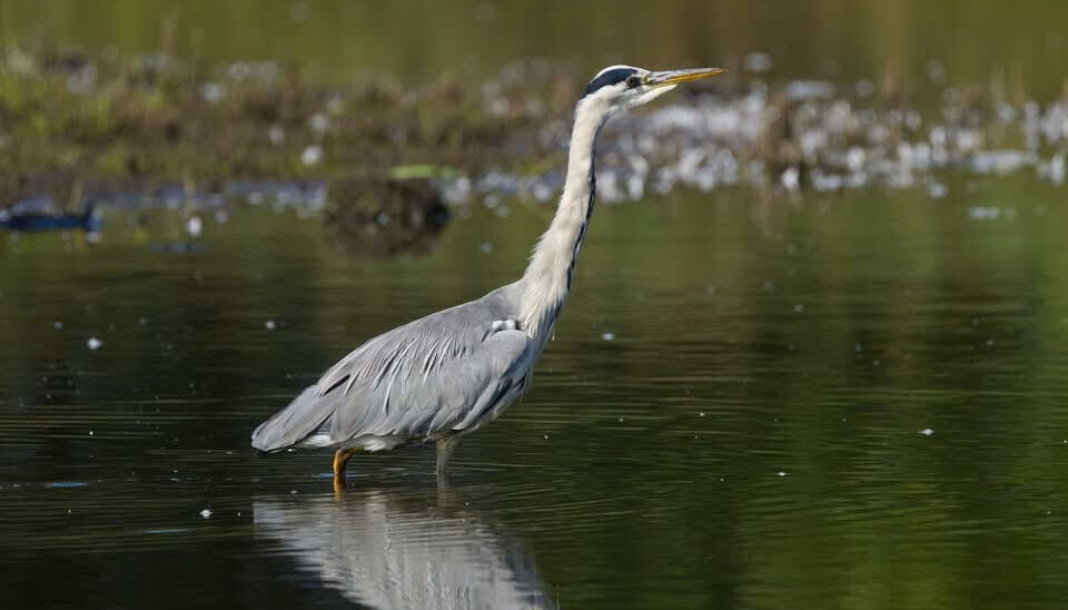 Hegre er også vanlig å se når du spiller en runde på Gjersjøen Golfbane.