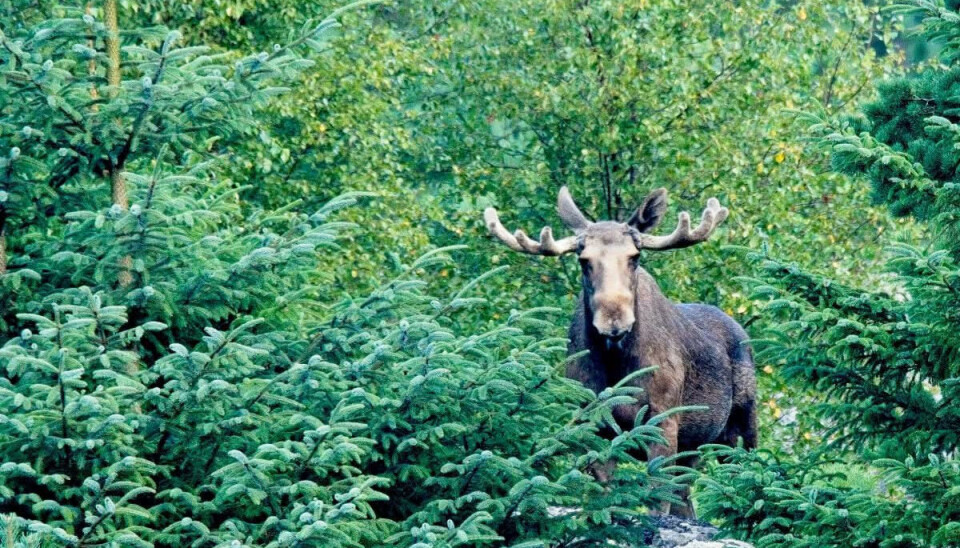 Elgen er igjen på plass på Karmøy Golfklubb som den har vært de siste årene.