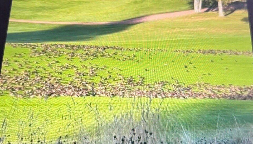 Hundrevis av stærer slo seg ned på Oslo Golfklubb, og koste seg med myrstankelbein larver.