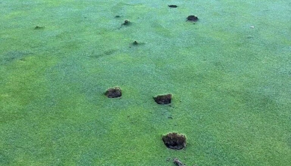 Det er ingen tvil om at dette er gjort for å ødelegge green 4 på Grønmo Golfklubb.