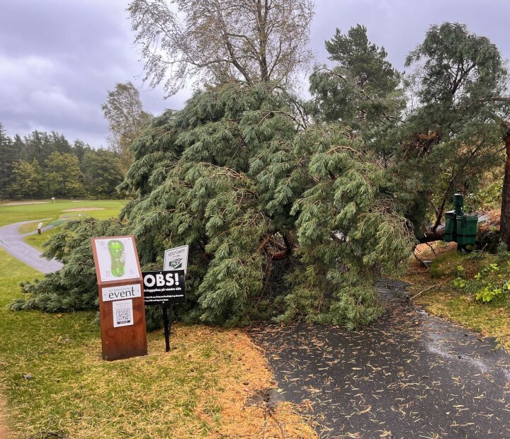 Nattens uvær har ført til flere veltede trær på golfbanene. Her fra Kragerø Golfklubb.