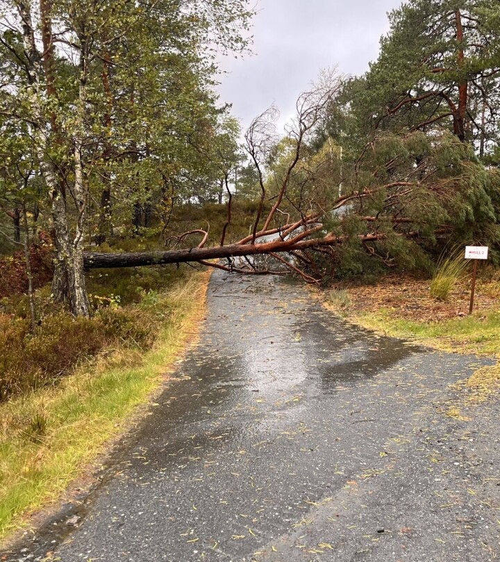 Flere veltede trær sperrer veier på Kragerø GK.