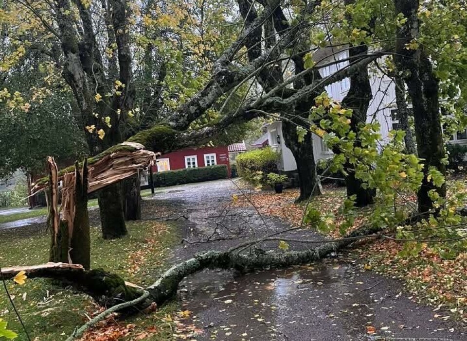 Også på Tjøme GK har trær falt i vinden.