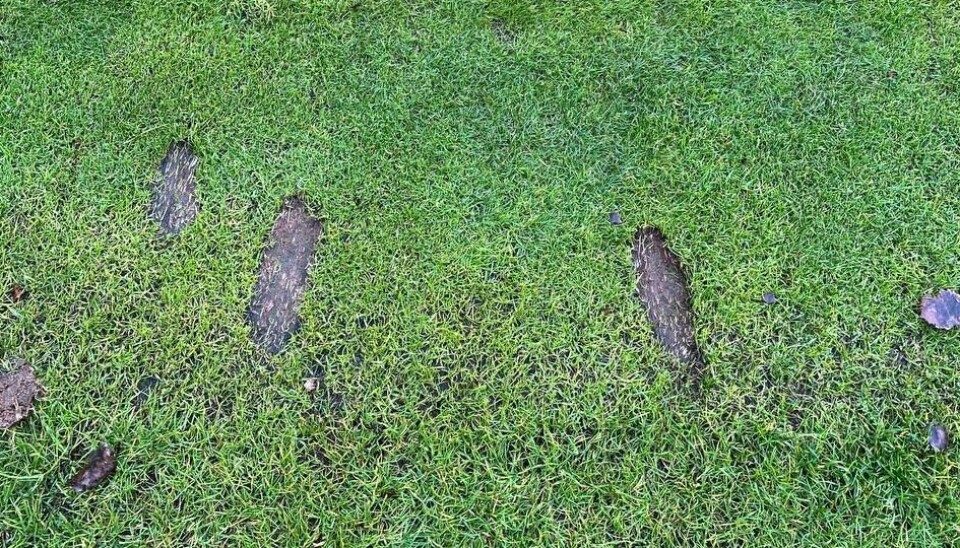 Slik så det ut på green etter de unge spillerne, som gjorde at Gjersjøen Golfklubb har sett seg nødt til å ta tak.