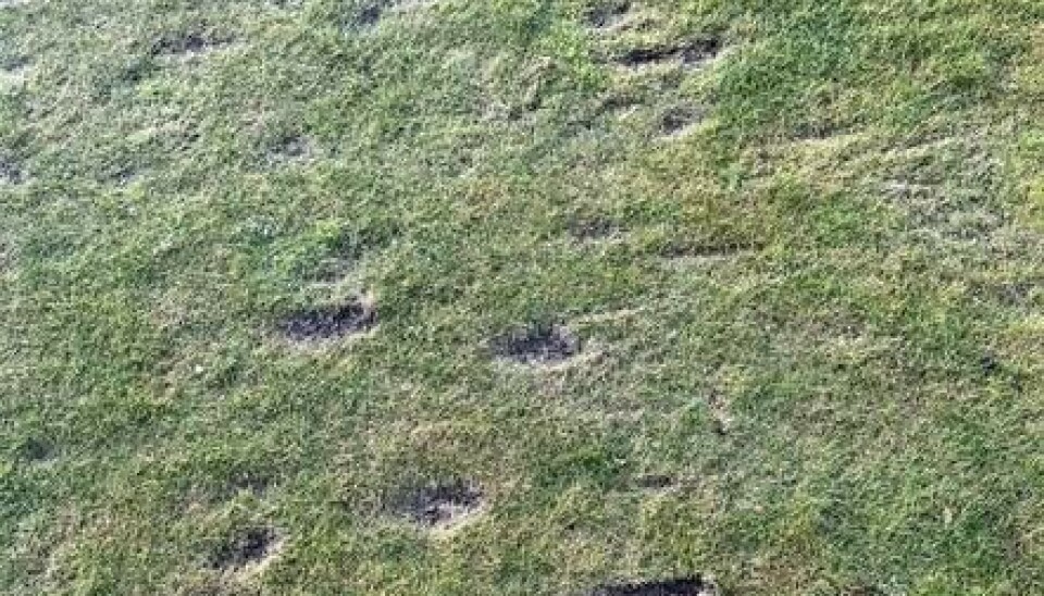 Slik så det ut på Røros Golfbane etter hærverket der.