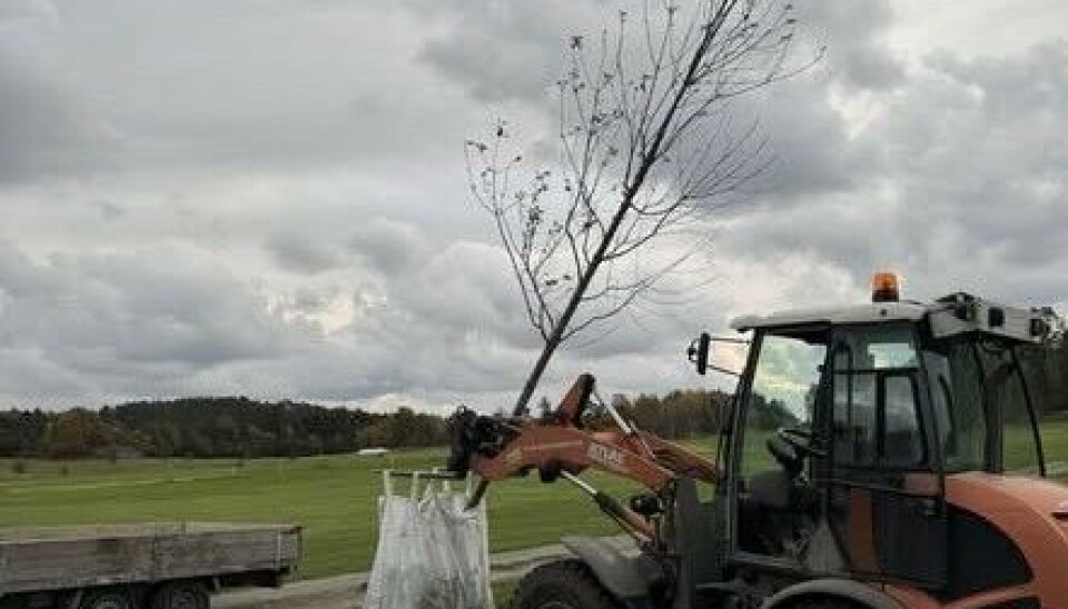 37 trær er plantet på golfbanen til Grimstad Golfklubb de to siste årene.