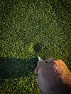 Reparer nedslagsmerker: God banepleie starter med en greengaffel i lomma. Reparer gjerne flere enn ditt eget.